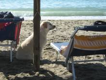Amici cani
